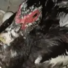 للبيع 3 بط قعاد قريب يفرخ العدد 4 مع ذكرهن كل وحده 14 بيضه