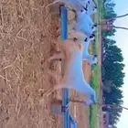 معزات بيشيات اصل دفيع العدد 28 سن جدا ثني ربع