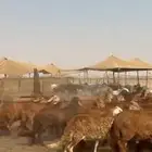 طليان سواكني دمازين وحمري