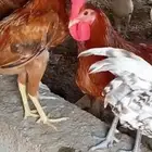 ديوك بلدي للبيع