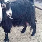 معزه عوارض حليب