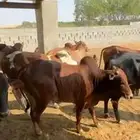 توفر ابقار ثيران بلدي اوزان 200 فوق