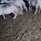 ضان حري عشر فيها واحده مولده الباقي دفيع