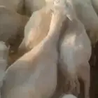 ضان رفيديات مرح واحد مقاني العدد 50