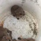 طيور وب ران نجديه