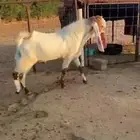 فحل مطور جرم حصان