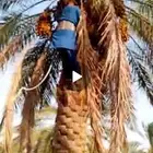 مطلوب تخريف نخل و جمع تمور من النخل