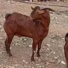 فحل ادهم السن جامع شباب