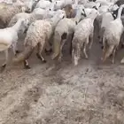 رخال سواكني