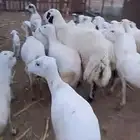 ضان رفيدي بلدي