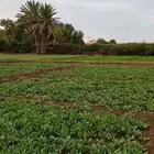 متوفر خضار ورقيات فقط نظيفة جودة عالية ومياه نظيفة