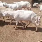 فحل مهجن حري