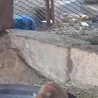 زوجين وبر الاناثي مقربات ولاده