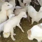 لدينا ضان منتيج وقرايب سليم من جميع الامراض عليكم التواصل ات