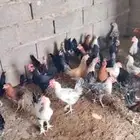 السلام عليكم ورحمه الله وبركاته