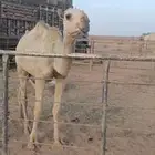 بكره كفوو شقحى