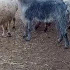 عنز مصريه دافع