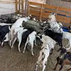 توس يمنيه