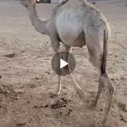قعود للبيع
