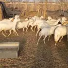 غنم رفيد وحريات العدد 34وحده ولد امس الغنم دفيع البيع جمله