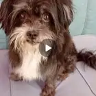 كلبي ضايع واتمنا الي يلقيه يتواصل السويدي