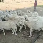 ضأن حريات للبيع سالمه من جميع الامراض