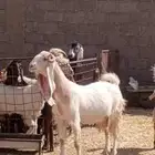 معزه هولندية وحده مشروكه دفيع