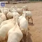 السلام عليكم يوجد ضأن رفيديات جروم طيبه دفيع شرط