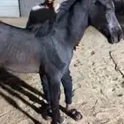 مهر
