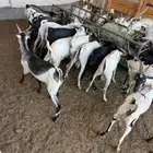 تيوس يمني