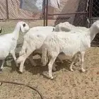 للبيع ضأن الاسنان مساوئ شبب الا وحده جامع ودفيع شرط