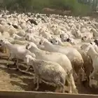 رخال سواكني