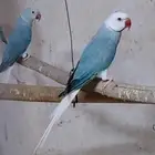 جوز دره كلير تيل