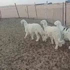 رخال نجد