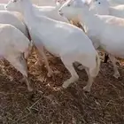 ضان دفيع رفيدي بلدي مرح واحد العدد 150 وتبع 45 عياله