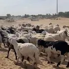 طليان سواكني دمازين