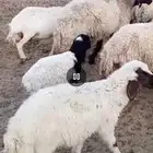 نعيم كفو
