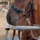 مهره شعبيه