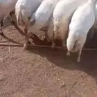 ضان فاخره دفيع العدد 15