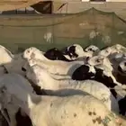 طليان سواكني دمازين