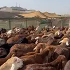 طليان سواكني حمري