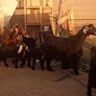 معزه عوارض متاويم