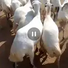 ضان رفيدي مرح واحد لعدد 63 وتبع 22