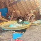 للبيع صيصان باكستاني مكس برازيلي