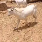 تيس فحل الصامل يجي خاص ع السوم
