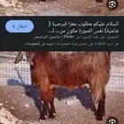 مطلوب 15عنز مشروكه او قبرصي صغار سن ولد او دفع