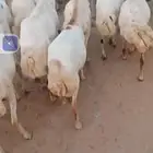 السلام عليكم يوجد ضان رفيديات العدد120دفيع مع الفحوله