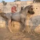 احصان شعبي