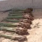 قلع فصايل نخل لمن اردالغرس