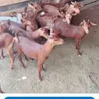 مطلوب 15 عناق حص من الجذعه وتحت